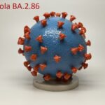 Coronavirus Pirola